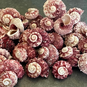 May include: A collection of numerous spiral-shaped seashells featuring a textured surface with deep burgundy and white mottled patterns. Each shell displays a distinct coiled structure with a prominent central point and an open aperture.