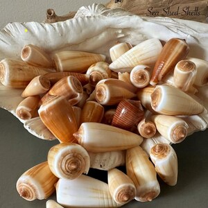 May include: A collection of cone-shaped seashells in shades of cream, tan, and brown, resting inside a large, white, textured clam shell. The text Sea Shed Shells is visible in the upper right corner of the image, written in a black script font.