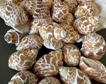 Babylonia Japonica Seashells, 4 Babylonia Spirata Shells Coastal Decor, Display, Craft Shell