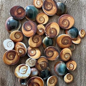 May include: A collection of circular shiva eye shells featuring natural spiral patterns in shades of brown, tan, white, and dark green. These smooth, polished operculum pieces vary in size and display distinct, centered, dark brown spiral markings.