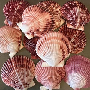 May include: A collection of scallop shells in varying shades of pink and burgundy. The shells have a fan-like shape with prominent ridges radiating from the center. Some shells have a white base. The shells are arranged on a neutral surface.