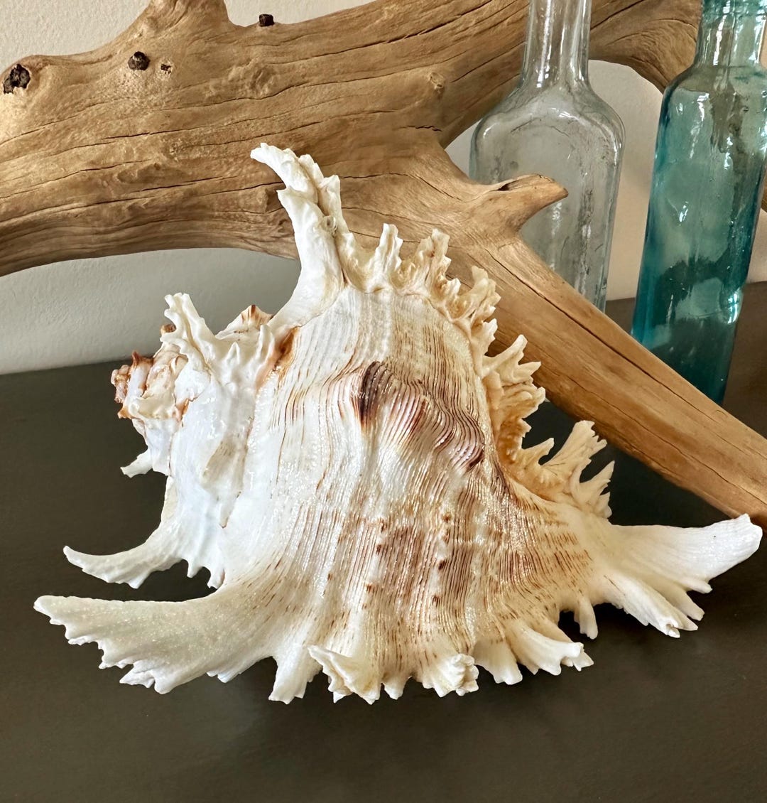 Spiky Concor Shell Murex Pacific Ramosus Murex Spiky Conch Shell Coastal Decor - Etsy