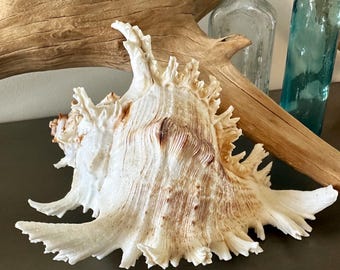 Murex Pacific Ramosus Murex Spiky Conch Shell  Coastal Decor