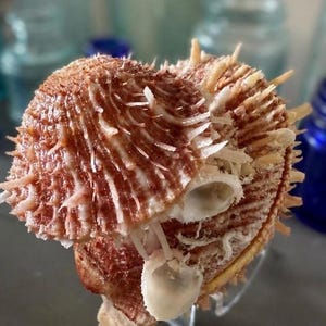 May include: A spiny, reddish-brown seashell with a textured, ribbed surface and numerous sharp, protruding spikes. The shell features a layered, heart-shaped structure with white, calcified edges and a hollow, open interior cavity.