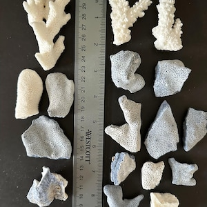 May include: A collection of white and grey coral fragments arranged around a Westcott ruler measuring up to 12 inches. The pieces vary in shape and texture, featuring porous surfaces and branching structures, with the text Bag B visible at the top.