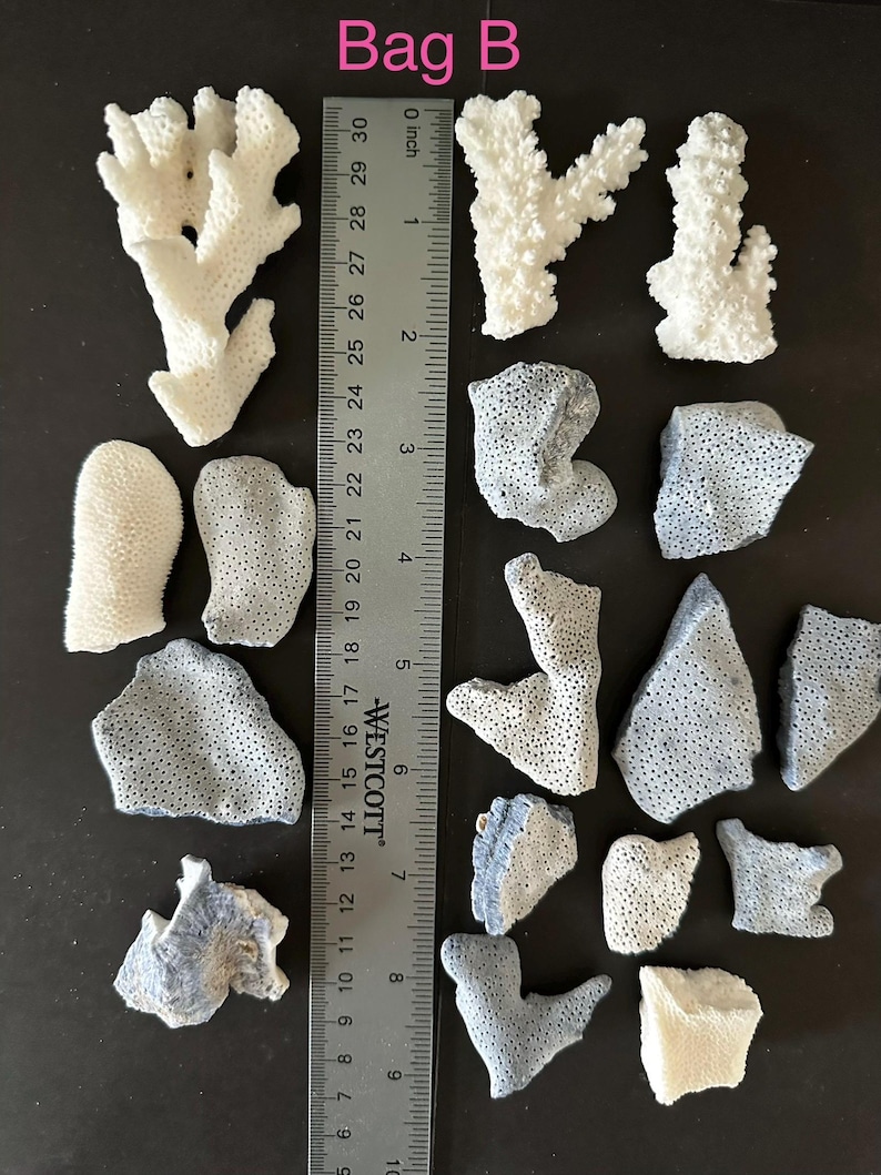 May include: A collection of white and grey coral fragments arranged around a Westcott ruler measuring up to 12 inches. The pieces vary in shape and texture, featuring porous surfaces and branching structures, with the text Bag B visible at the top.