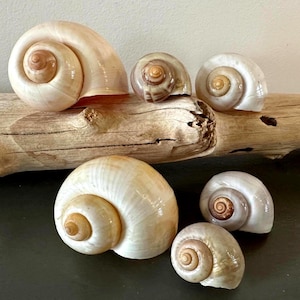 Apple Snail Shell Sets 3 Florida Snail Shells  Coastal Decor, Air Plant, Display, Craft Shell