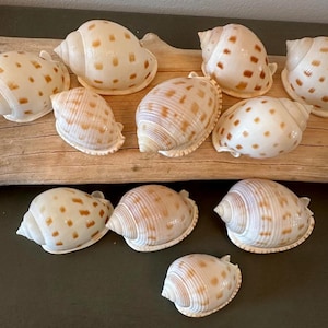 Bonnet Spotted Seashell Assorted Scotch Bonnet Shells Available By Size