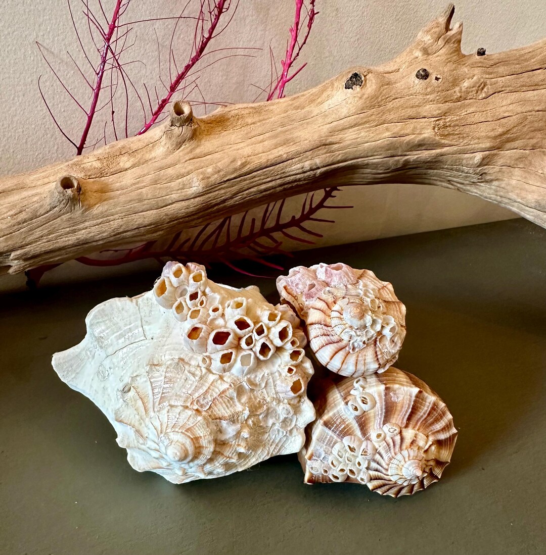 Sea Shell Set Barnacle Lighting Whelk Trio Display Seashell Set Sanibel Island ...