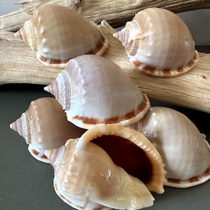 Bonnet Seashell Large Scotch Bonnets 2.5" Inches