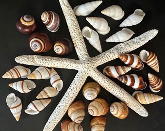 Land Snail Shells Assorted Color And Stripes Natural Seashells Coastal Arts & Crafts, Small Hermit Crabs