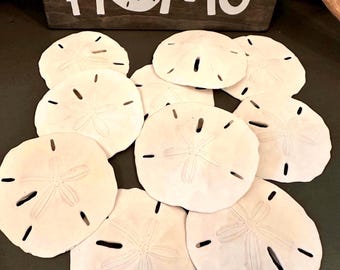 Florida Sand Dollars 2 1/2” -3" Real White Sand Dollars