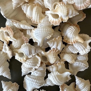 Maple Leaf Murex Seashells 3/4&quot; to 1 1/4&quot;  Biplex Perca Shell
