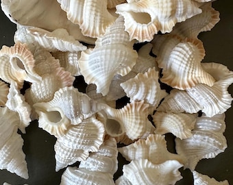 Könnte beinhalten: Nahaufnahme einer Sammlung von Muscheln, hauptsächlich weiß mit zarten Beige- und Rosatönen. Die Muscheln weisen detaillierte Texturen und vielfältige Formen auf, ideal für Küstendekoration oder Bastelprojekte.