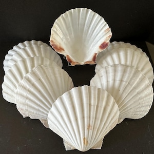 May include: A collection of white scallop seashells with ridged textures. Some shells have hints of brown and purple near the edges. The shells are arranged on a dark surface, showcasing their natural beauty and intricate details.