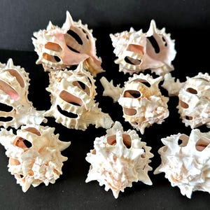 May include: A collection of nine off-white murex seashells arranged in a group. Each shell features a textured, spiky exterior with multiple open, elongated slits revealing a smooth, light pinkish-tan interior surface within the spiral structure.