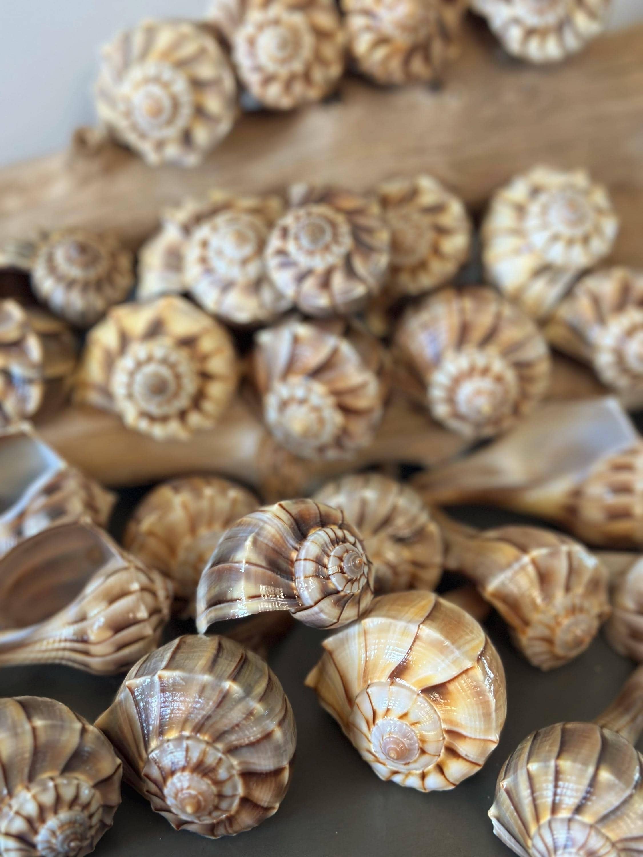 Lightning Whelk Seashell Multiple Sizes Available Sanibel Island ...