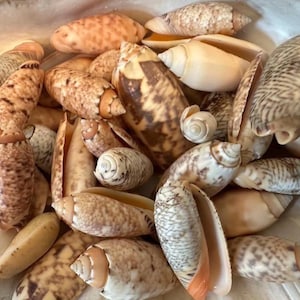 May include: A collection of various cone shells featuring diverse patterns including brown spots, dark brown mottled markings, and cream-colored stripes. The shells exhibit smooth, elongated, and tapered shapes with pointed ends and visible openings.