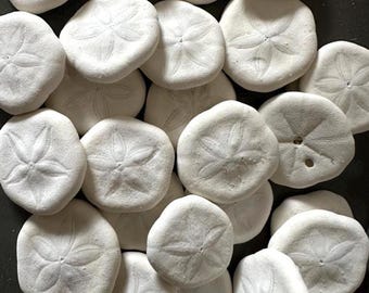Sea Cookie Sand Dollar Sea Biscuits Natural White Seashell Sea Cookies (Set of 10)