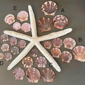 May include: A collection of various seashells in shades of brown, pink, and white, arranged around a large, off-white starfish. The shells vary in size and pattern, creating a natural, coastal theme.