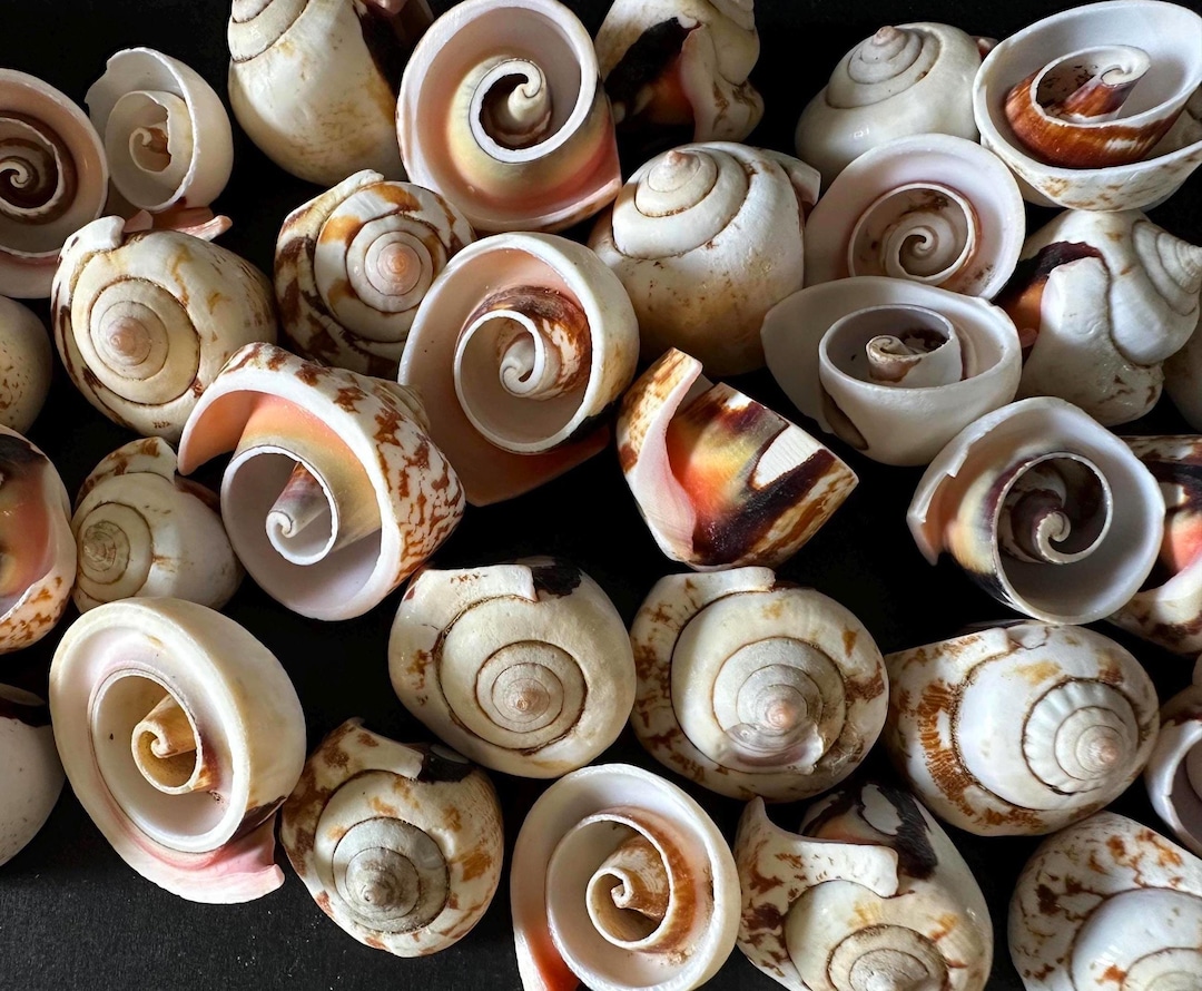 Strombo Shell Spiral Swirl Top Cut Strawberry Strombus Shells 25 Spiral Tops Craft ...