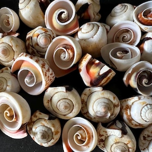 May include: A collection of various seashells with spiral patterns and natural color variations of white, tan, and brown. The shells are arranged closely together, showcasing their unique shapes and textures.