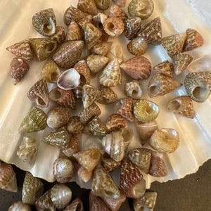 May include: A collection of small, cone-shaped seashells in various colors, including brown, tan, green, and pink. The shells are scattered on a white, textured surface, possibly a large shell. The shells have intricate patterns and textures.