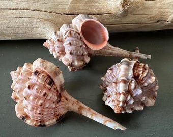 6 Murex Snipes Bill Haustellum Shell Murex Seashell