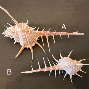 Venus Comb Shell Murex Pecten