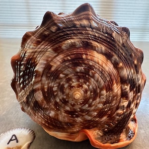 May include: A large, spiraled seashell featuring a glossy surface with concentric rings in shades of dark brown, tan, and cream. The shell has a scalloped, wavy outer edge and a smooth, orange-toned base. A small, separate shell fragment marked with the letter A is visible.