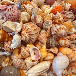 May include: A collection of assorted seashells in various shapes and sizes, featuring a palette of white, cream, tan, orange, and brown hues. The assortment includes spiral, conch, and bivalve shells with smooth, ridged, and textured surfaces.