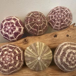 May include: Six sea urchin shells arranged in two rows. The shells feature radial patterns in shades of deep purple, light brown, and cream. The textures are intricate and porous, displaying natural geometric designs across their rounded surfaces.