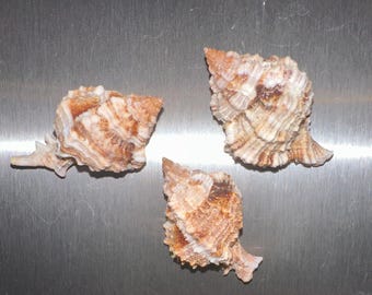 Magnet Apple Murex Shell Seashell Refrigerator Magnets Coastal Beach House Decor