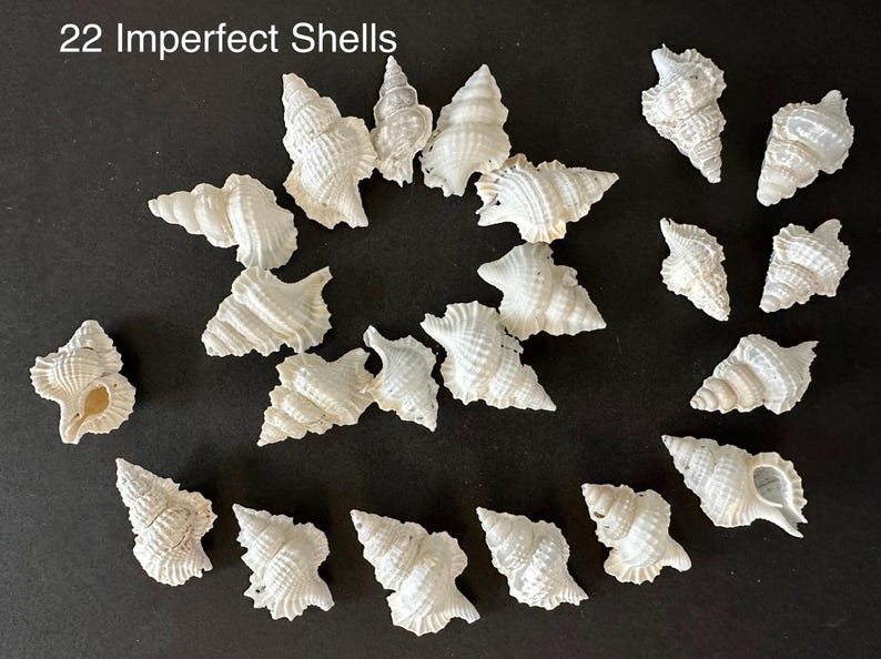 A R Twenty Two Shells Maple Leaf Shell Murex Frog Seashells - Etsy