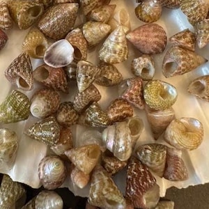 May include: A collection of numerous small, conical sea shells in various shades of brown, tan, and cream. The shells feature intricate spiral patterns and textured surfaces, with some showing iridescent interiors and open, hollow centers.