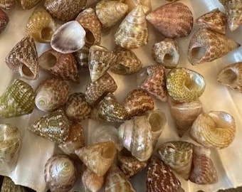 Tiny Top Trochus Mini Seashells 1/4" Top Shaped Shells Craft Seashells
