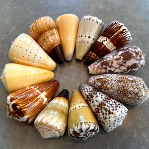 Cone Seashells Large Conus Seashell Assorted Varieties Available 2.5”+ Inches Seashell Coastal Decor