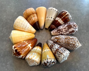 Cone Seashells Large Conus Seashell Assorted Varieties Available 2.5”+ Inches Seashell Coastal Decor