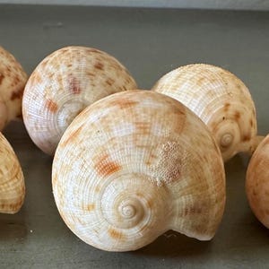 Tan Fig Seashells 6 Ficus Gracilis Seashells