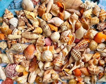 Assorted Sanibel Island Seashells: 1 Pound Mixed Bag, Florida Shells