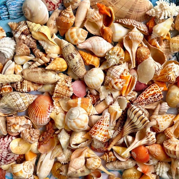 Assorted Florida Seashell Mix: 1 Pound Mixed Bag, Sanibel Island Florida Shells