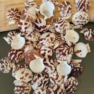 May include: A collection of numerous small, fan-shaped scallop shells featuring a white base color with distinct, irregular dark brown and reddish-brown striped patterns across their ribbed surfaces, arranged in a scattered cluster.