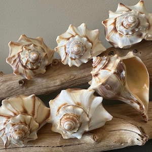 2 Knobbed Whelk Atlantic Seashell 4"-4.5" Shell Nautical Coastal Home Decor