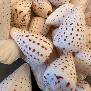 May include: A collection of cone-shaped seashells with a creamy white base and scattered brown spots. The shells vary in size and shape, some with open apertures, creating a natural, textured display. Ideal for coastal decor or craft projects.
