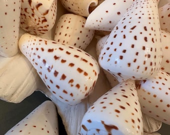 Spotted Beech Cone Seashells, Conus Betulinus