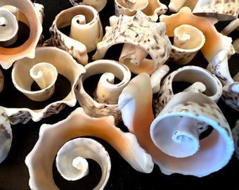 10 Sliced Spiral Center Silver Lip Conch Sliced Shells