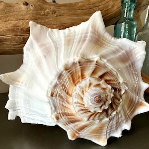 May include: A large, white and brown seashell with a spiral pattern. The shell has a textured surface and is displayed on a dark surface. The shell's interior features a detailed, swirling design with shades of brown and cream.