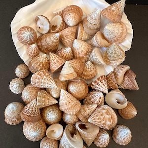 Trochus Top Natural Top Seashells 1/2"-3/4" Craft Seashells