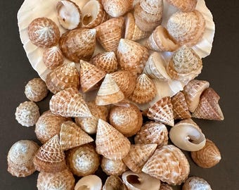 Trochus Top Natural Top Seashells 1/2"-3/4" Craft Seashells