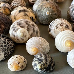 May include: A collection of various seashells, showcasing a range of colors and patterns. The shells vary in size and shape, with spiral and textured designs. Colors include white, brown, black, and gray.